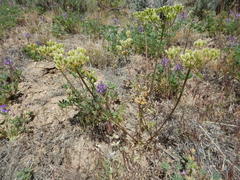 Lomatium dissectum