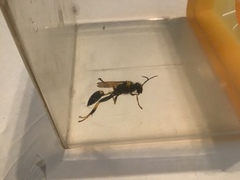 Sceliphron caementarium