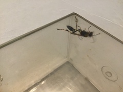 Sceliphron caementarium