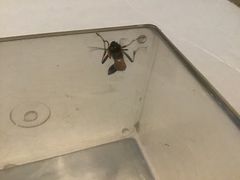 Sceliphron caementarium