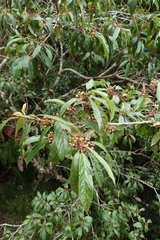 Frangula crenata, photograph (c) 如此甚好, some rights reserved (CC BY)