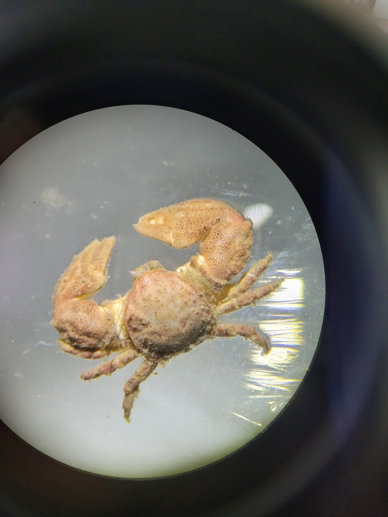 Megalobrachium roseum