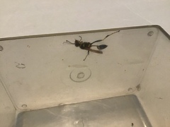 Sceliphron caementarium