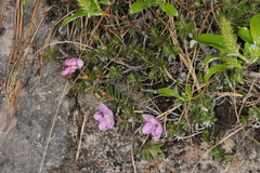 Rhodothamnus chamaecistus