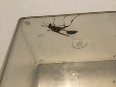 Sceliphron caementarium