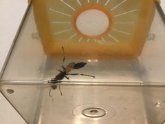 Sceliphron caementarium