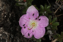 Rhodothamnus chamaecistus