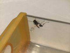 Sceliphron caementarium