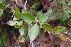 Rhododendron mariesii, photograph (c) 如此甚好, some rights reserved (CC BY)