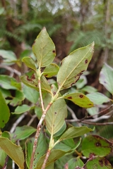 Rhododendron mariesii, photograph (c) 如此甚好, some rights reserved (CC BY)