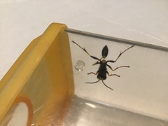 Sceliphron caementarium