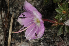Rhodothamnus chamaecistus