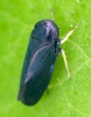Limotettix anthracinus