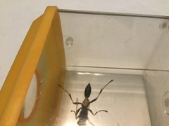 Sceliphron caementarium