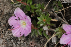 Rhodothamnus chamaecistus