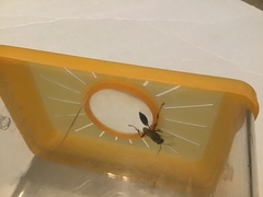 Sceliphron caementarium