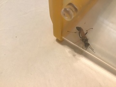 Sceliphron caementarium