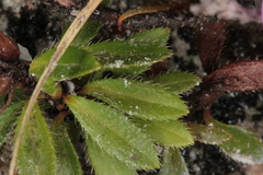 Rhodothamnus chamaecistus