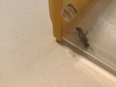 Sceliphron caementarium