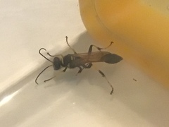 Sceliphron caementarium