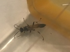 Sceliphron caementarium