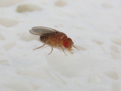 Drosophila melanogaster