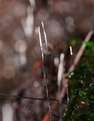 Xylaria filiformis
