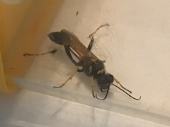 Sceliphron caementarium