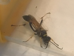 Sceliphron caementarium