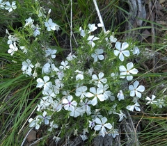 Phlox hoodii