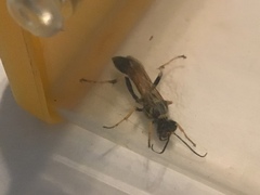 Sceliphron caementarium