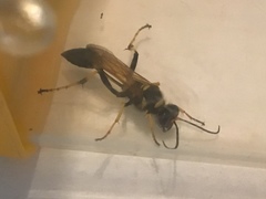 Sceliphron caementarium