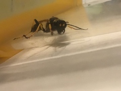 Sceliphron caementarium