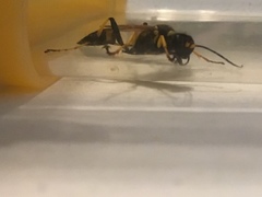 Sceliphron caementarium