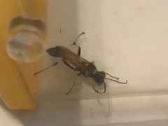 Sceliphron caementarium