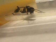 Sceliphron caementarium