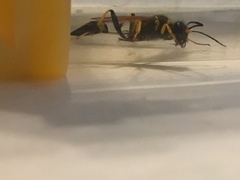 Sceliphron caementarium