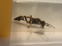 Sceliphron caementarium