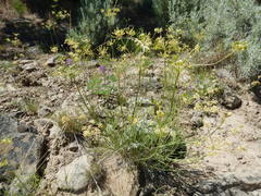 Lomatium triternatum triternatum