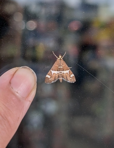 Hawaiian Beet Webworm Moth photo 3