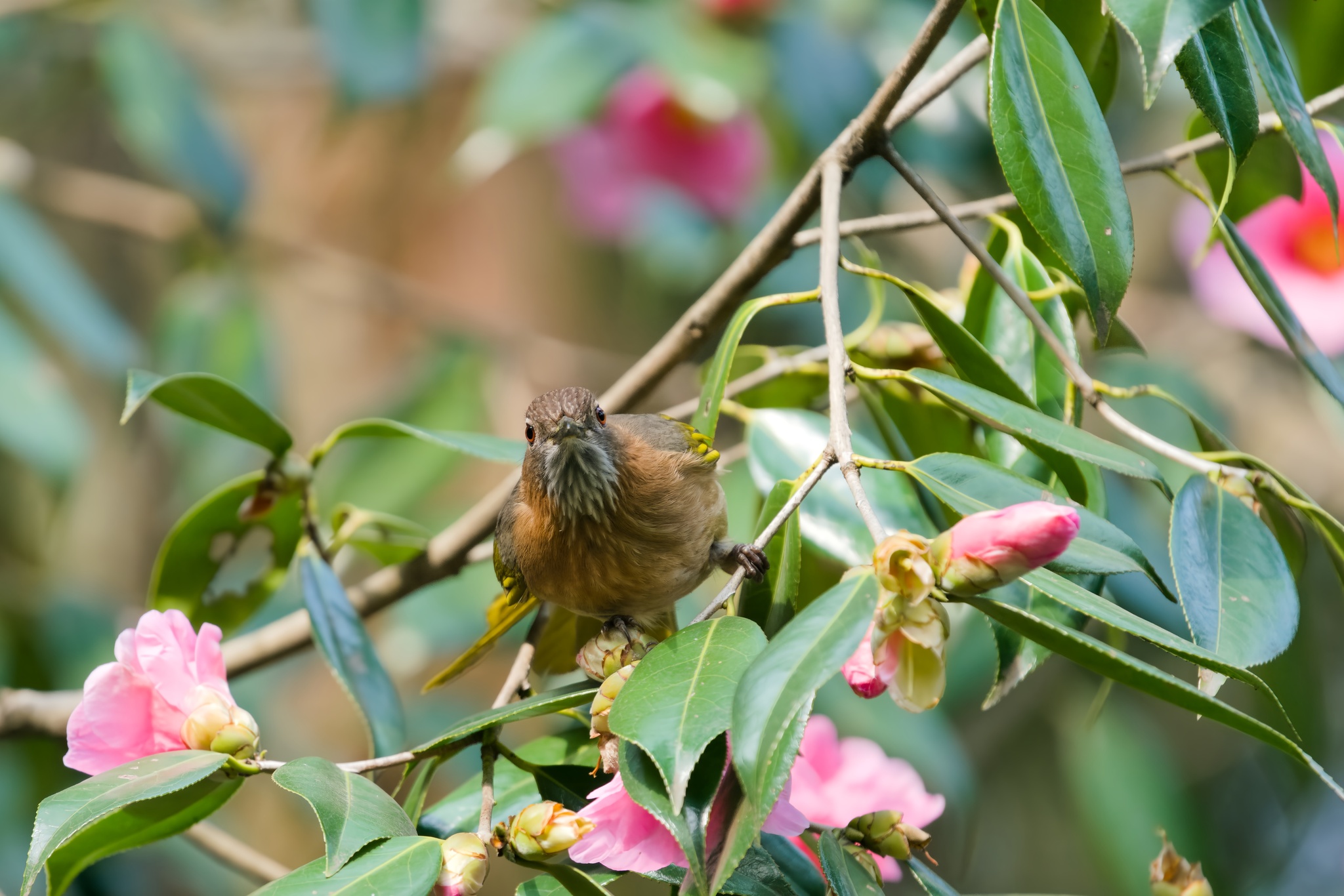 Mountain Bulbul