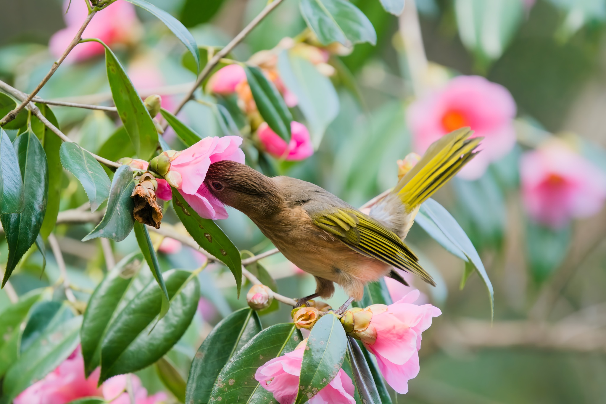 Mountain Bulbul