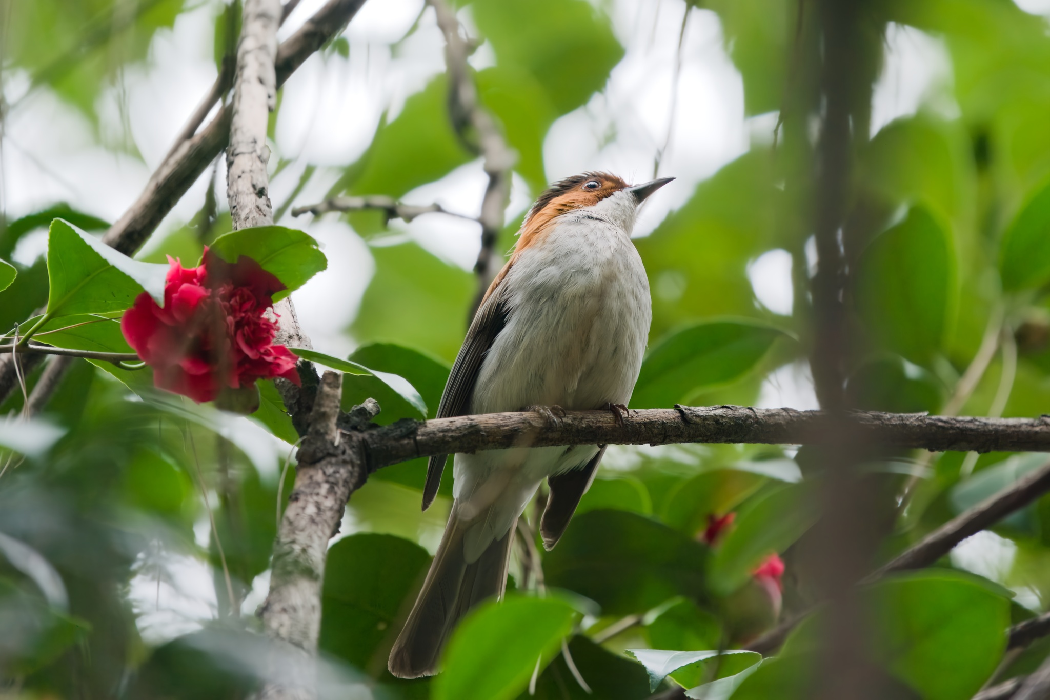 Chestnut Bulbul