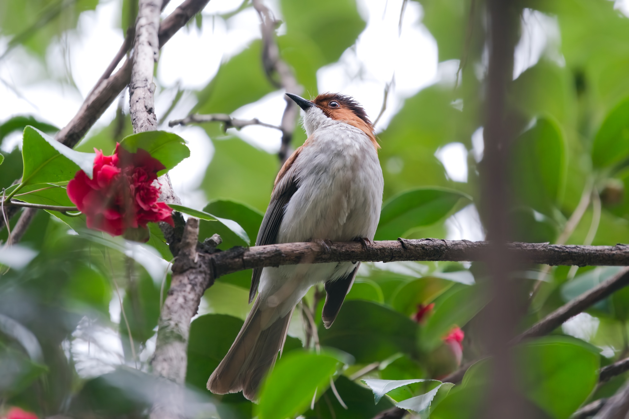 Chestnut Bulbul
