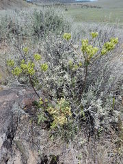Lomatium dissectum