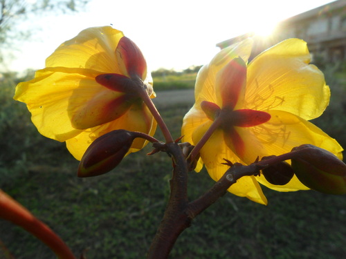 Image of Cochlospermum regium by (c) Márcia Martins, some rights reserved (CC BY)