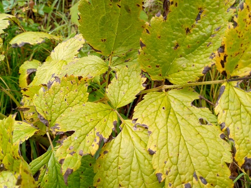Image of Chinese Cimicifuga (Actaea cimicifuga) by (c) Сергей Голубев, some rights reserved (CC BY)