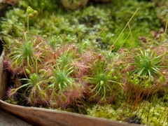 Drosera nitidula