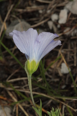 Linum perenne