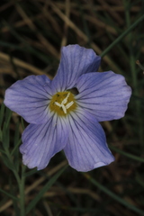 Linum perenne